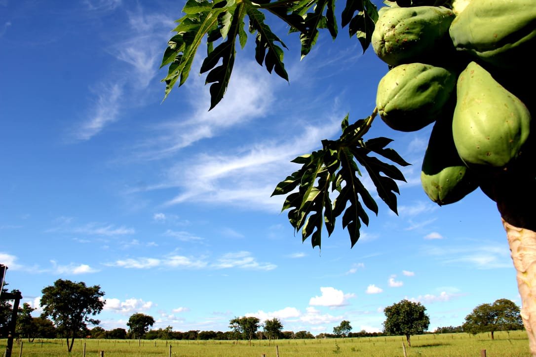 Céu claro a parcialmente nublado em Mato Grosso do Sul nesta segunda-feira